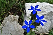 93 Genziana alata (Gentiana utricolosa)